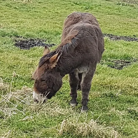 7 Court Σπίτι διακοπών Doolin